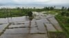 Bagian dari persawahan desa Toinasa, Kecamatan Pamona Barat yang terendam oleh luapan Danau Poso. Minggu, (15/11/2020). (Foto: VOA/Yoanes Litha)