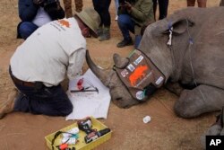 Profesor James Larkin melakukan prosedur penempatan isotop ke dalam cula badak di provinsi Limpopo, Afrika Selatan, 25 Juni 2024.