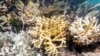 Suhu Air Laut Hangat Picu Pemutihan Karang di Lepas Pantai Florida