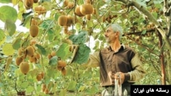 باغ کیوی در استان گیلان