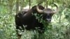 A gaur is one of the four endangered species further threatened by gold mining in a protected forest/wildlife sanctuary in Cambodia. (Photo: Allan Michaud via Bruno Manser Fonds)
