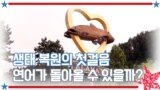 [아메리칸 테일] 생태 복원의 첫걸음 연어는 돌아올 수 있을까?