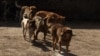New Rules Seen Worsening India’s Stray Dog Problem