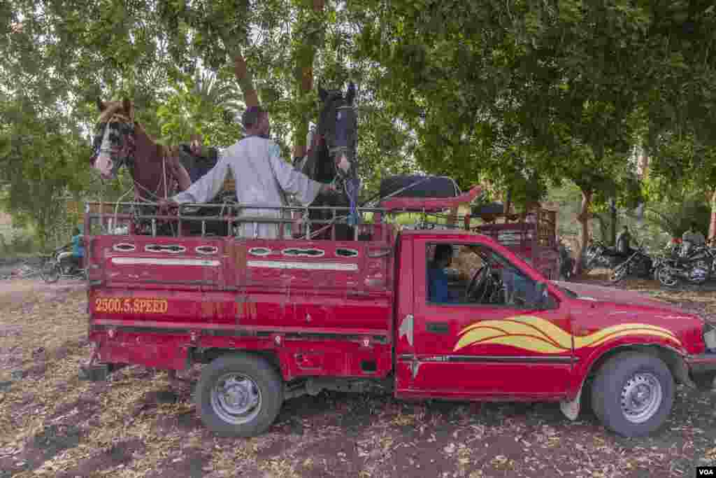 Coming from villages across Upper Egypt, farmers-turned-fencers travel by pickup truck to conserve their horses’ energy for the games ahead, Al-Biirat, Egypt on Sept. 12, 2023. (Hamada Elrasam/VOA)