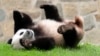 More Pandas Will Be Coming to US, China's President Signals