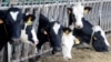 中國暗示將對歐盟乳製品及豬肉進行反補貼及反傾銷調查