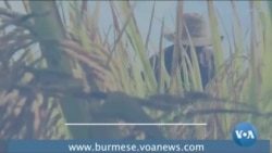 စစ်အာဏာသိမ်း ဆန့်ကျင်ရေးလှုပ်ရှားမှုနဲ့ တောင်သူတွေအခန်းကဏ္ဍ