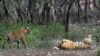 As Tiger Count Grows, India's Indigenous Demand Land Rights 