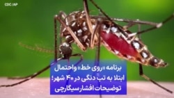 برنامه «روی خط» واحتمال ابتلا به تب دنگی در ۴۰ شهر؛ توضیحات افشار سیگارچی
