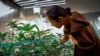 Thai PM's Call to Regulate Weed Worries Some Cannabis Advocates 