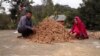 Pertanian Alternatif Bantu Tingkatkan Perekonomian Pedesaan di India