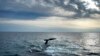 Contrary to Politicians' Claims, Offshore Wind Farms Don't Kill Whales 