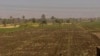 Young farmers pass wheat fields near the host city of the Aswan International Women Film Festival, or AIWFF, where about half of the governorate’s population lives in poverty, according to the latest official figures. Aswan, Egypt, April 20, 2024.