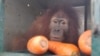 Empat Orangutan Sumatra Jalani Rehabilitasi di “Sekolah Hutan” Jantho Aceh