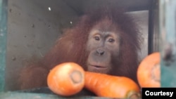 Orangutan Sumatra yang menjalani rehabilitasi di Sekolah Hutan Jantho Aceh. (Courtesy: BBKSDA Sumut)
