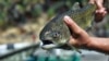 Most US Endangered Species Money Goes to Handful of Species 