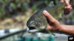 FILE - This August 2017 photo provided by the US Fish and Wildlife Service shows a winter-run chinook salmon.