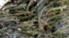 US promises $240 million to improve fish hatcheries, protect tribal rights