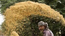 Emissão Vespertina 23 Agosto 2023: :Governo da Guiné-Bissau reduz preço do arroz em mais de 20% 