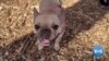 Most Popular Dog Breed in US? French Bulldog 