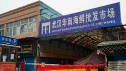 最新有關新冠病毒起源的數據指向中國動物市場上的貉