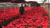 Poinsettia's Origins, Namesake’s Checkered History Get New Attention 