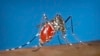 Seekor nyamuk Aedes albopictus sedang mengigit seorang manusia untuk meminum darah, 2003. (Foto: James Gathany/Centers for Disease Control and Prevention via AP, arsip)