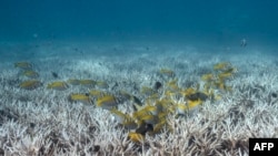 Sejumlah ikan tampak berenang di dekat karang-karang yang memutih di perairan Pulau Koh Tao, Thailand, pada 14 Juni 2024. (Foto: Lillian Suwanrumpha)
