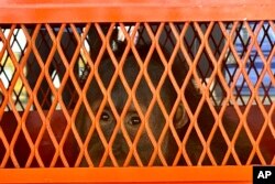 Brian, satu dari tiga orangutan yang akan dipulangkan ke Indonesia duduk di dalam peti sebelum diberangkatkan di Bandara Internasional Suvarnabhumi di Bangkok, Thailand, Kamis, 21 Desember 2023. (AP/Jintamas Saksornchai)