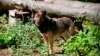 Can the Dogs of Chernobyl Teach Us New Tricks About Survival? 