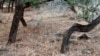 FILE — A March 2, 2021, photo released by the Brooks County, Texas, Sheriff's Office shows skeletal remains of migrants who crossed the nearby U.S.-Mexico border. The U.S.-Mexico border is the world's deadliest land migration route, according to the U.N.'s migration agency. 