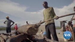 Guinea: Illegal Mangrove Logging Devastates Wildlife