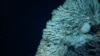 Marine protected areas boost local economies, study finds