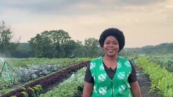 Mumwe Murimisi Mukuru weKambani yeSeed Co-op Ofadzwa neMabasa eKurima Ari Kubatwa neVamwe Varimi veChidzamai Vari muAmerica