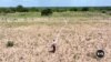 World Food Program: Zimbabwe's Food Insecurity Is Worsening 