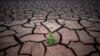 Earth Is 'Really Quite Sick Now' and in Danger Zone in Nearly all Ecological Ways, Study Says