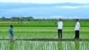 Presiden Joko Widodo, meninjau simulasi penggunaan drone dalam proses pemupukan di sawah seluas 40.000 hektare di Desa Telaga Sari, Distrik Kurik, Kabupaten Merauke, Provinsi Papua Selatan, Selasa, 23 Juli 2024.(Pers Sekretariat Presiden)