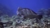 Sensors, Satellites Monitor Water Quality in Australia’s Great Barrier Reef 