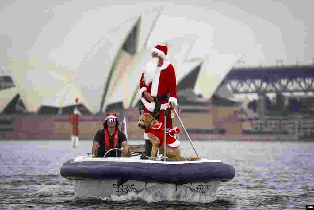 Seorang pria berpakaian seperti Sinterklas mengendarai perahu bersama anjingnya di depan Gedung Opera Sydney, dalam perlombaan kapal pesiar tahunan dari Sydney ke Hobart, Australia untuk ikut memeriahkan perayaan Natal.