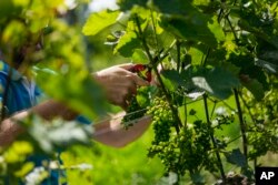 A worker cuts leaves at Kullabergs Vingård, in Nyhamnsläge, Sweden, July 25, 2023.