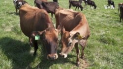 Nature | Dairy Farm 