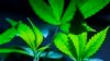 Depkeh AS Ajukan Proposal untuk Longgarkan Pembatasan Ganja