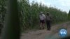 Former Zimbabwean Commercial Farmers Thriving in Zambia