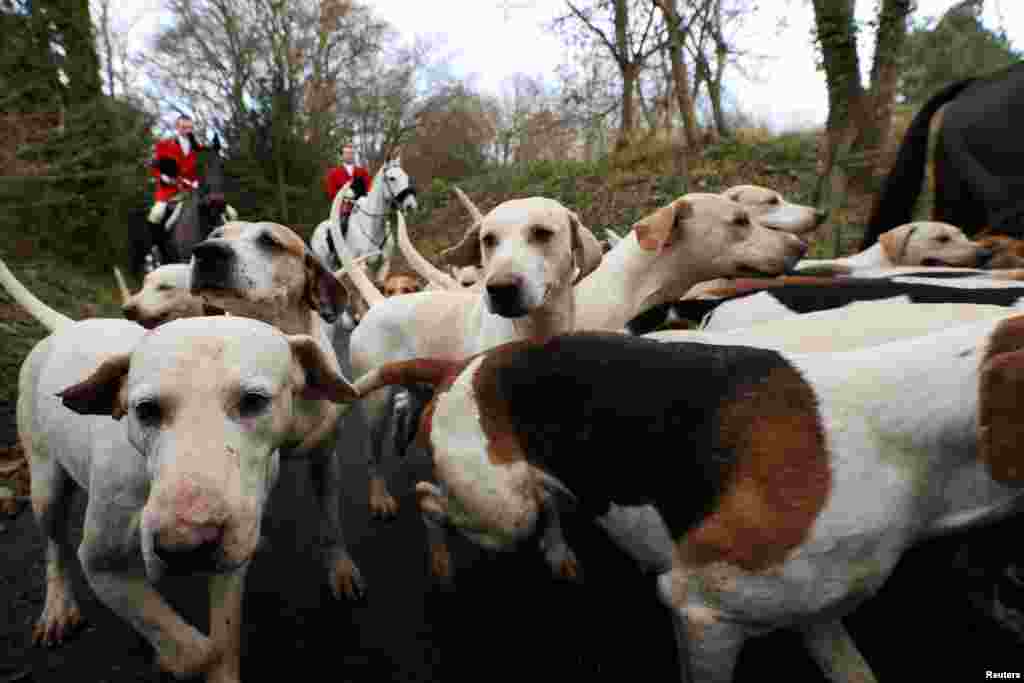 Anggota Old Surrey, Burstow dan West Kent Hunt serta anjing mereka ikut mengambil bagian dalam perburuan jejak tahunan "Boxing Day", menuju Kastil Chiddingstone, Inggris.
