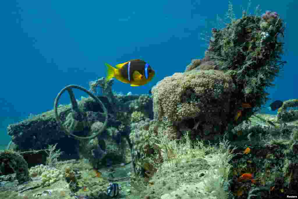 Ikan berenang di dekat kendaraan militer yang tenggelam di Museum Militer Bawah Air di Aqaba, Yordania.