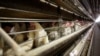 Man died with bird flu; US officials remain focused on another form of it 