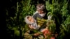 Afghan Refugees in Turkey Hope for Relocation, Fear Deportation