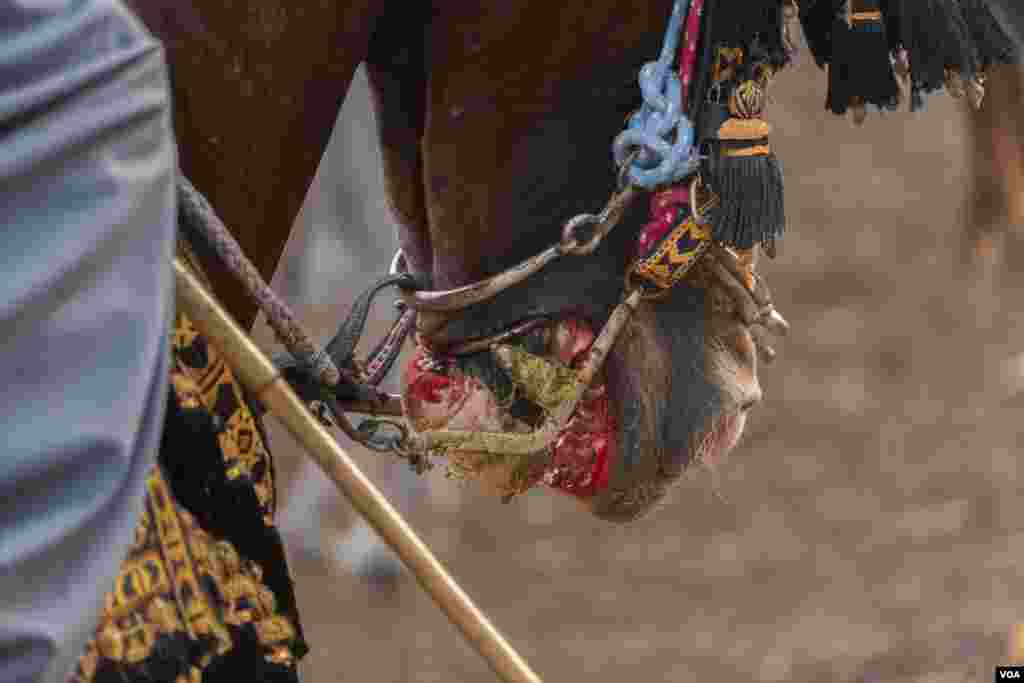 As human performers and spectators revel, some horses exhibit bleeding wounds from intense saddle and bridle friction, Al-Biirat, Egypt on Sept. 12, 2023. (Hamada Elrasam/VOA)