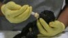 In Mexico heat wave, monkeys still dying, birds getting air-conditioning 