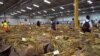 Zimbabwe Pins Hope for Economy on Tobacco